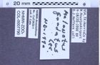 Etikette zu Melanotus gradatus (LeConte, 1866) (NHMW-ZOO-COL-0007790)